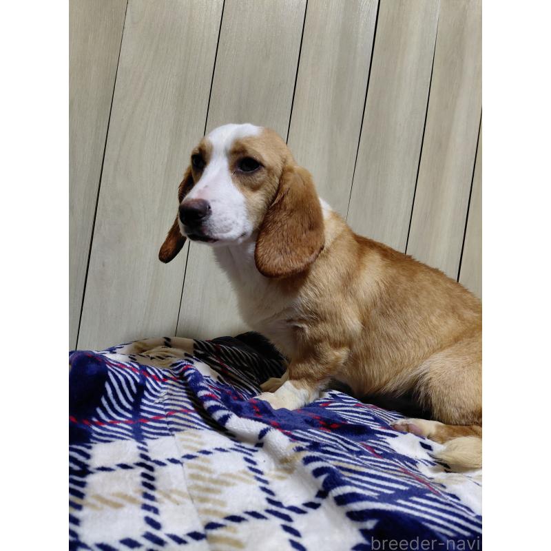 販売中の神奈川県のミックス犬-393449の8枚目