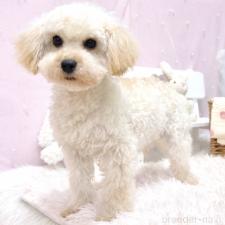 ♀︎マルプー:マルチーズ×トイプードル