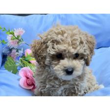 ♀︎トイプードル