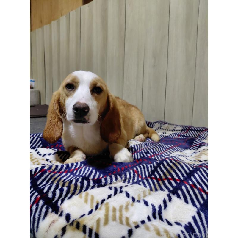 販売中の神奈川県のミックス犬-393449の7枚目