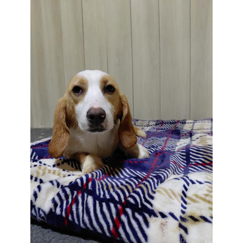 販売中の神奈川県のミックス犬-393449の6枚目