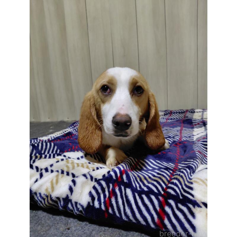 販売中の神奈川県のミックス犬-393449の5枚目