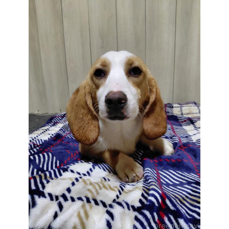 販売中の神奈川県のミックス犬-393449の4枚目