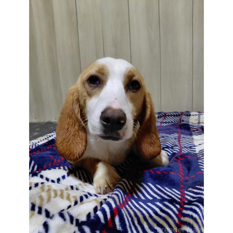 販売中の神奈川県のミックス犬-393449の3枚目