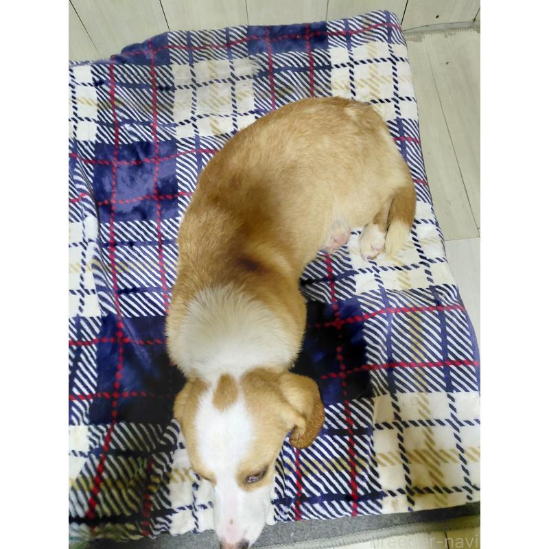 販売中の神奈川県のミックス犬-393449の2枚目