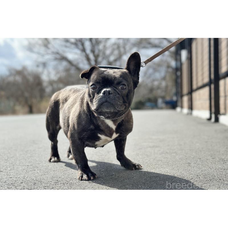 販売中の京都府のフレンチブルドッグ-452176の6枚目