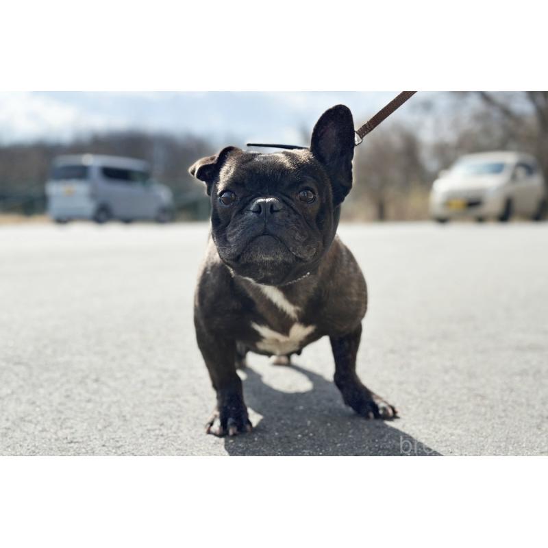 販売中の京都府のフレンチブルドッグ-452176の5枚目