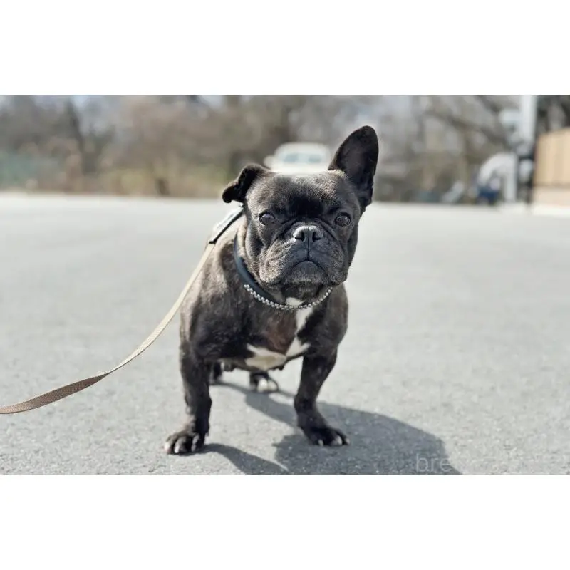 販売中の京都府のフレンチブルドッグ-452176の4枚目