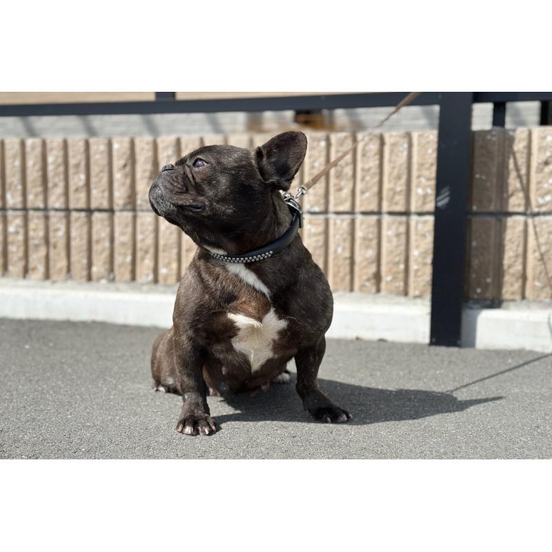 販売中の京都府のフレンチブルドッグ-452176の3枚目
