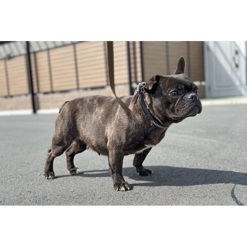 販売中の京都府のフレンチブルドッグ-452176の2枚目