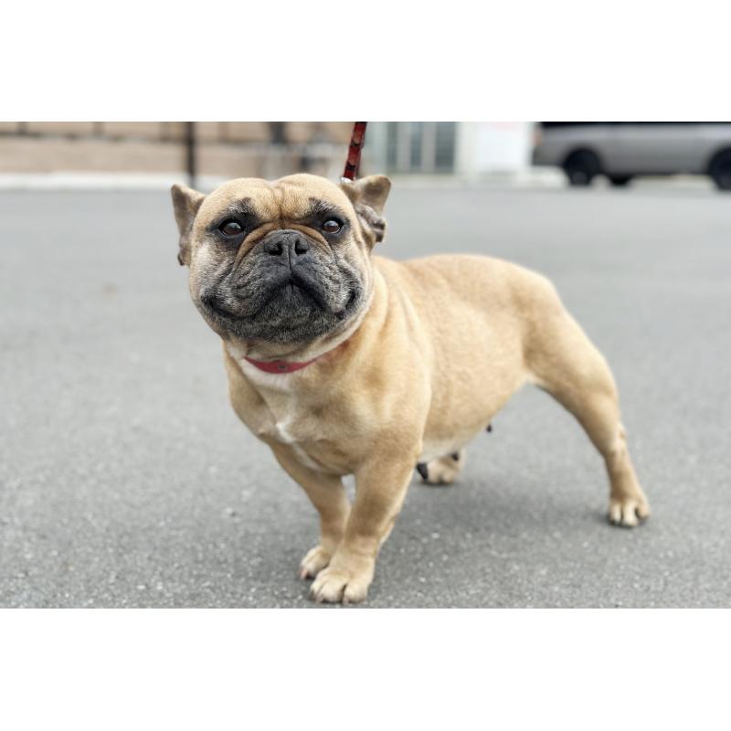 販売中の京都府のフレンチブルドッグ-452177