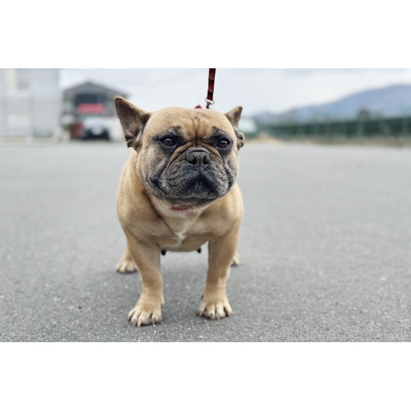 販売中の京都府のフレンチブルドッグ-452177の7枚目
