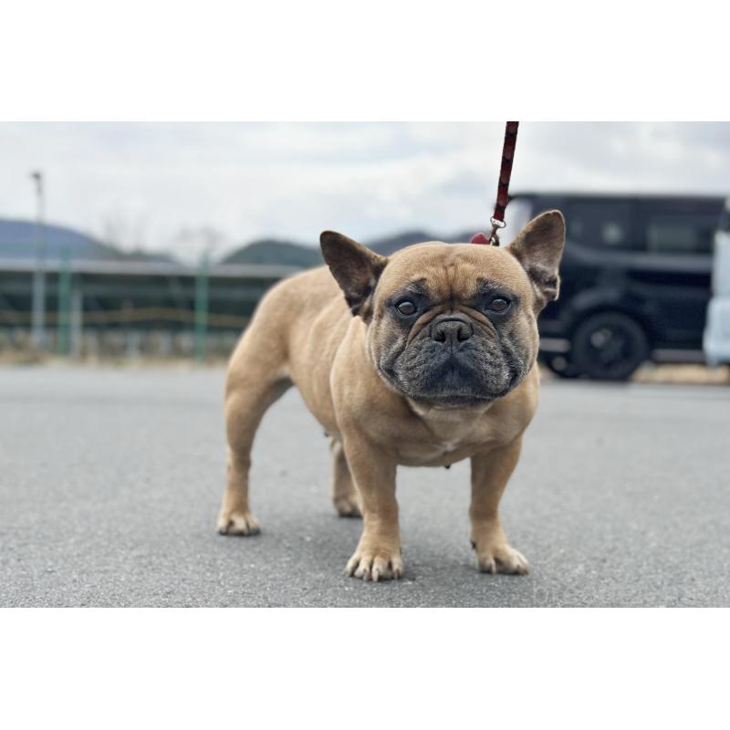 販売中の京都府のフレンチブルドッグ-452177の6枚目