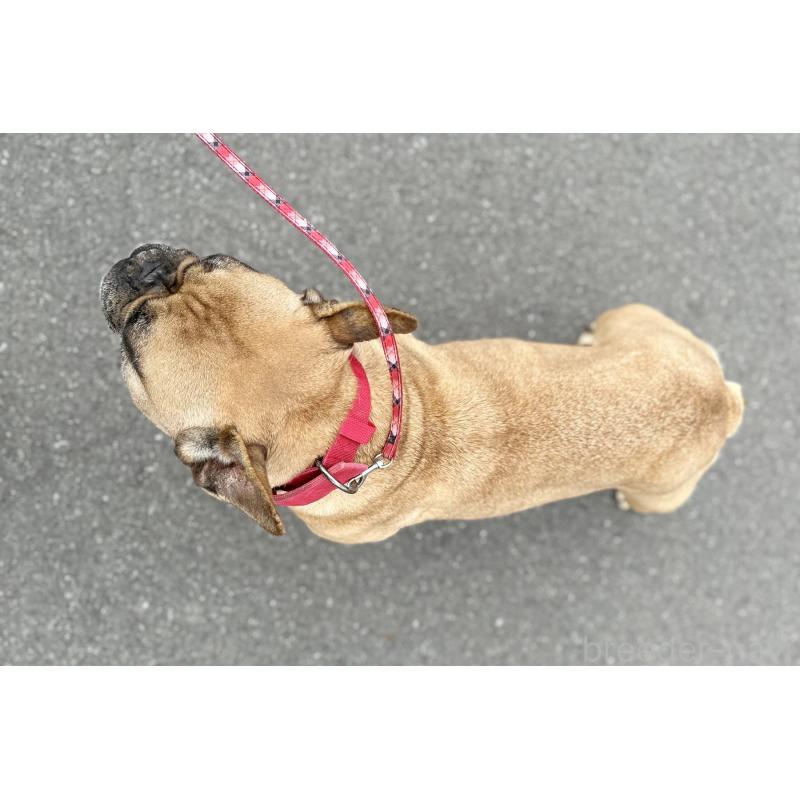 販売中の京都府のフレンチブルドッグ-452177の5枚目