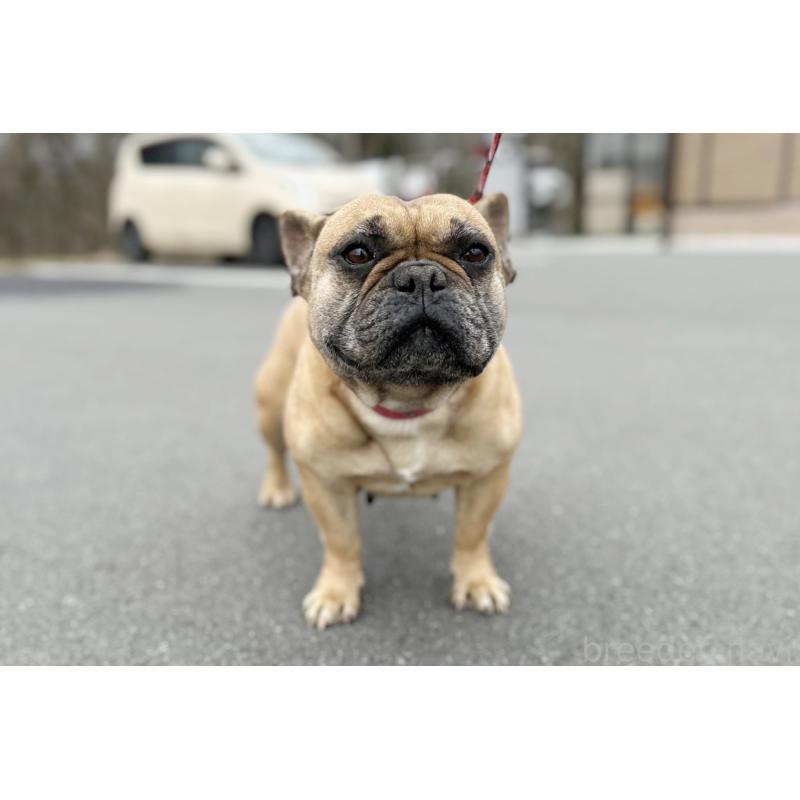 販売中の京都府のフレンチブルドッグ-452177の4枚目