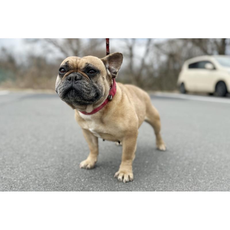 販売中の京都府のフレンチブルドッグ-452177の3枚目