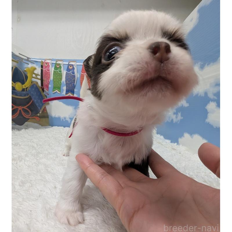 販売中の岐阜県のチワワ(ロングコート)-445704の7枚目