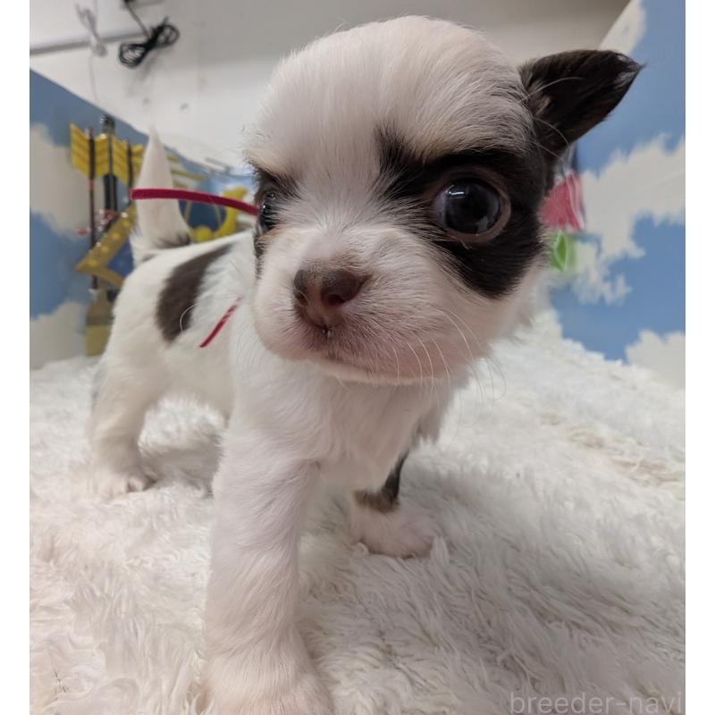 販売中の岐阜県のチワワ(ロングコート)-445704の6枚目