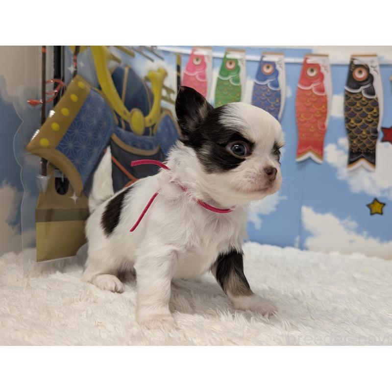 販売中の岐阜県のチワワ(ロングコート)-445704の5枚目