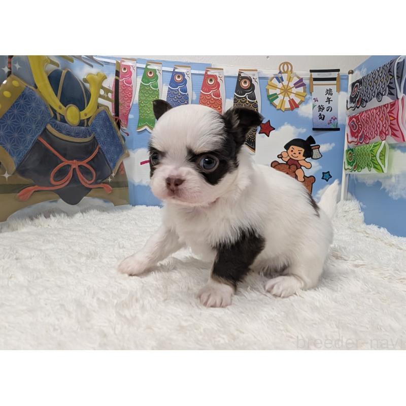 販売中の岐阜県のチワワ(ロングコート)-445704の4枚目