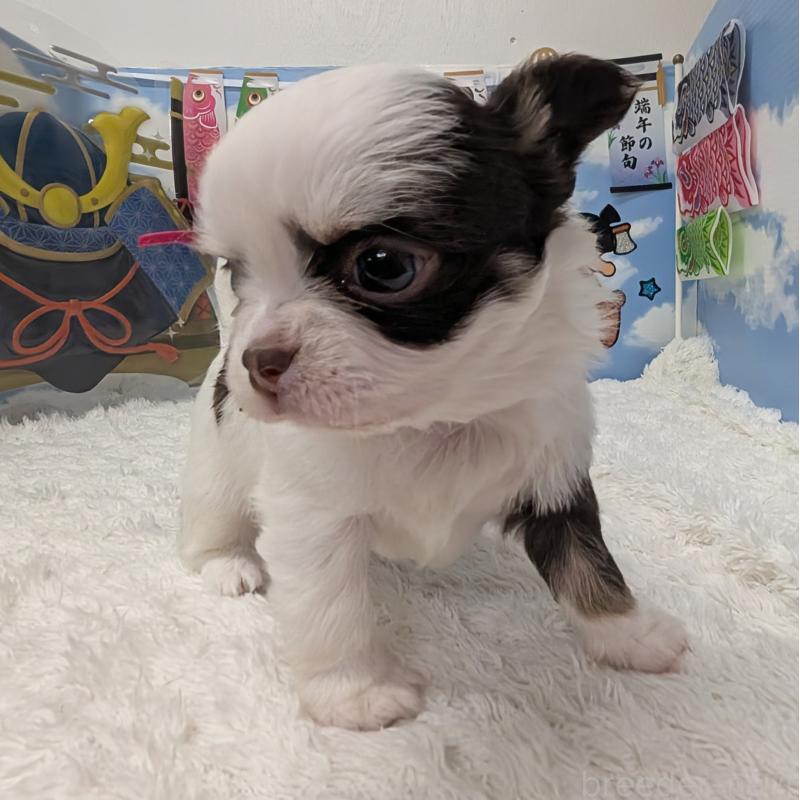 販売中の岐阜県のチワワ(ロングコート)-445704の3枚目