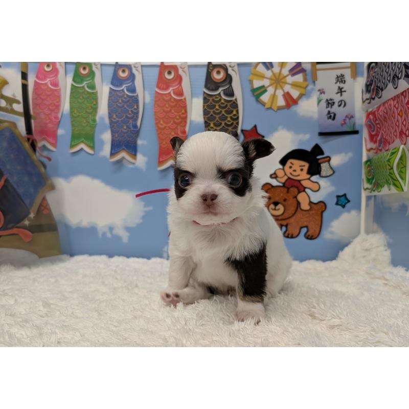 販売中の岐阜県のチワワ(ロングコート)-445704の2枚目