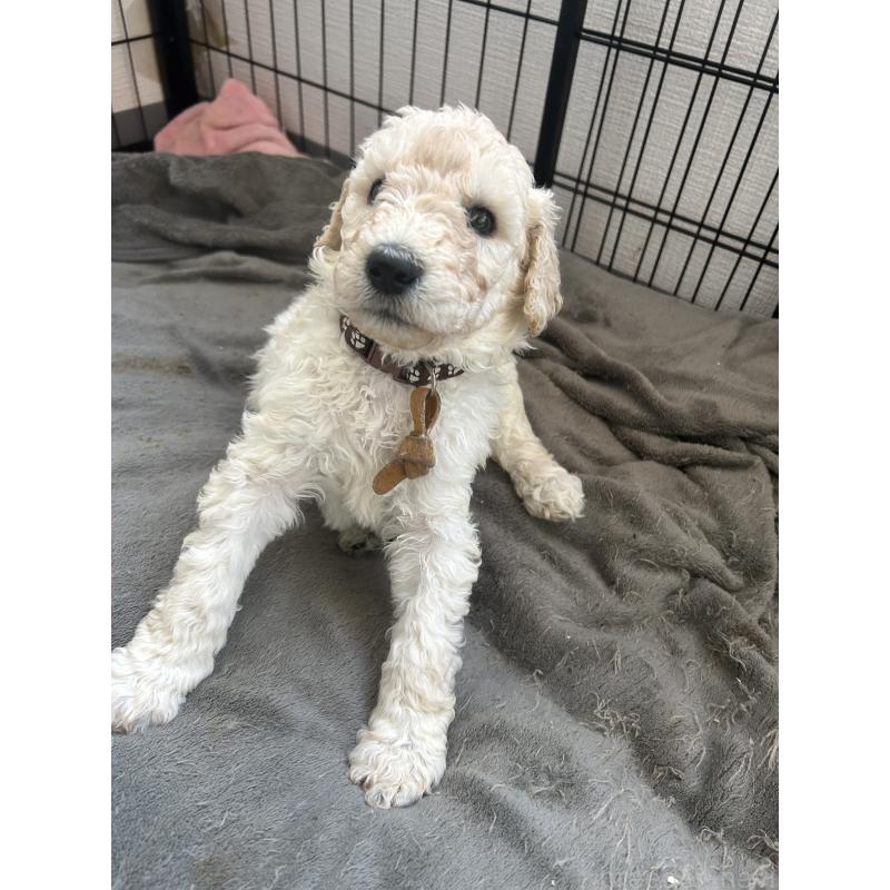 販売中の香川県のスタンダードプードル-447761の6枚目