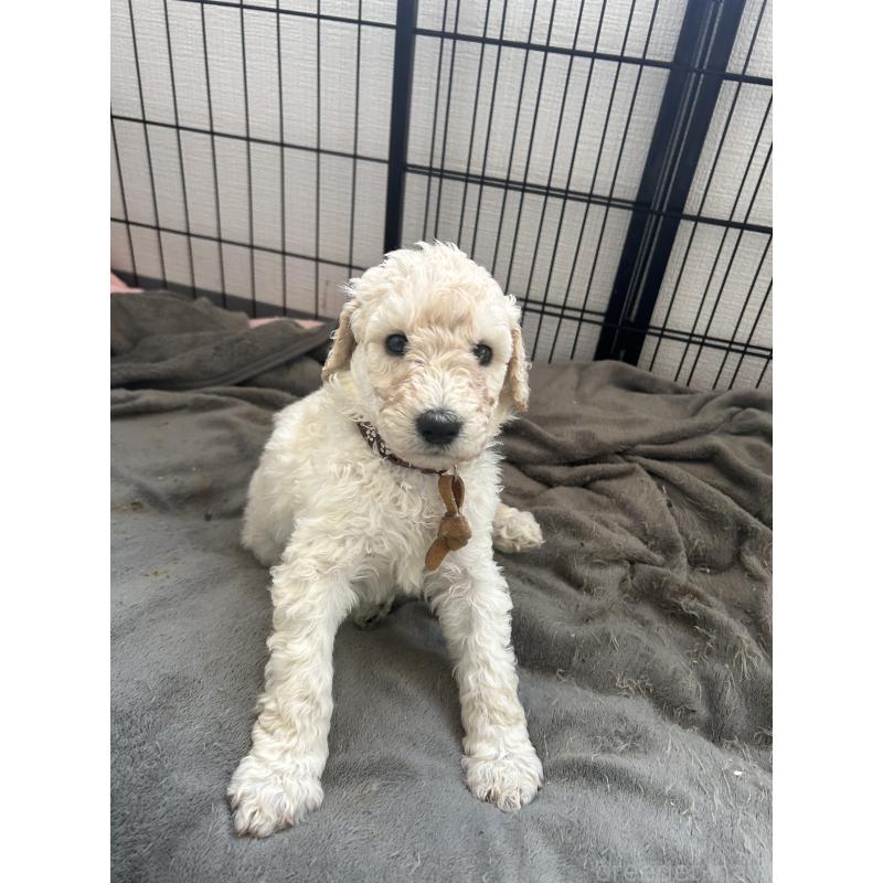 販売中の香川県のスタンダードプードル-447761の5枚目