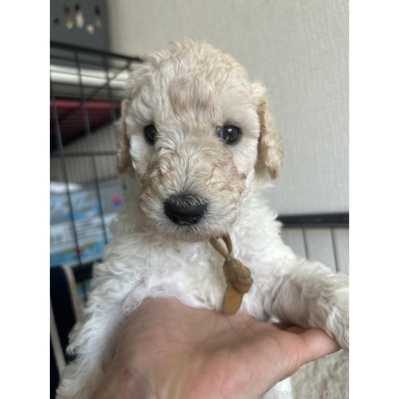 販売中の香川県のスタンダードプードル-447761の4枚目