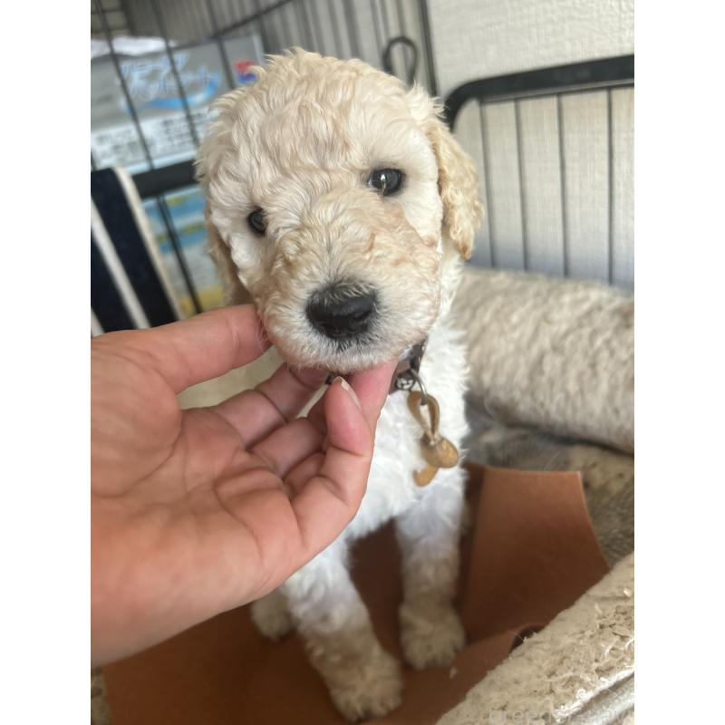 販売中の香川県のスタンダードプードル-447761の3枚目