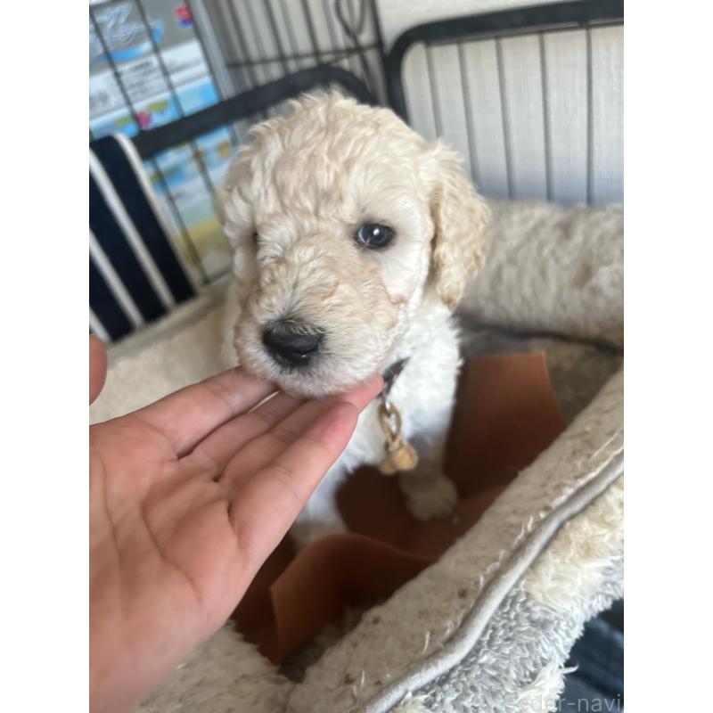 販売中の香川県のスタンダードプードル-447761の2枚目