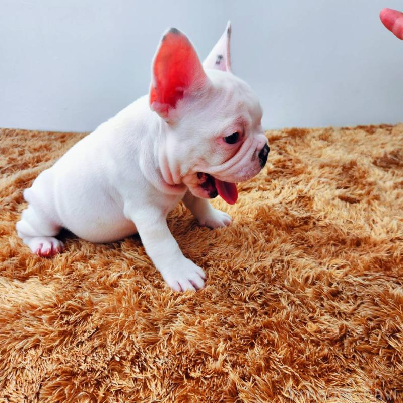 販売中の鹿児島県のフレンチブルドッグ-444367の6枚目