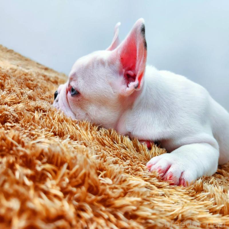 販売中の鹿児島県のフレンチブルドッグ-444367の5枚目