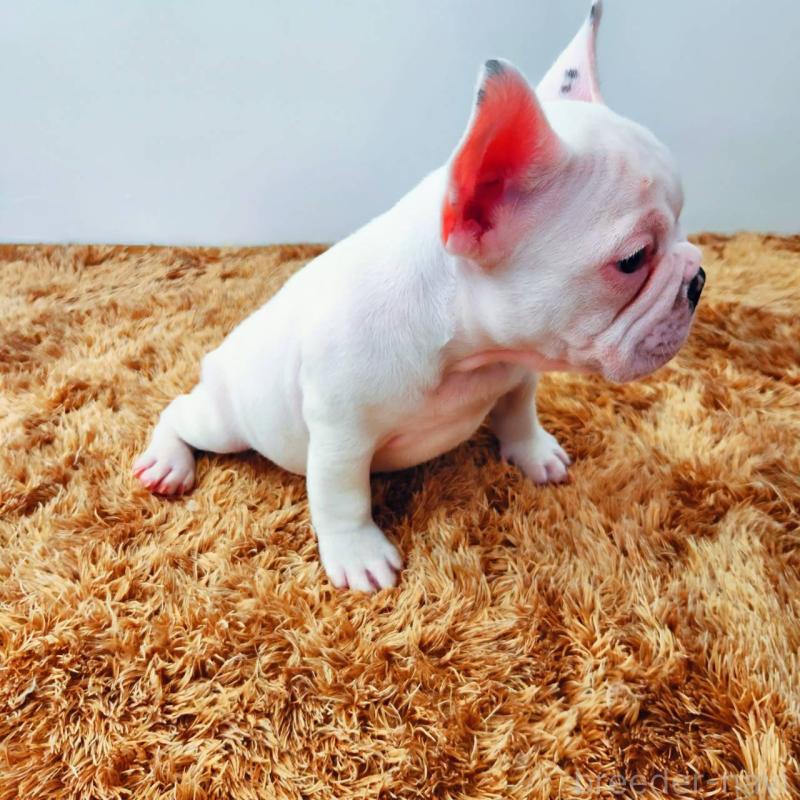 販売中の鹿児島県のフレンチブルドッグ-444367の4枚目