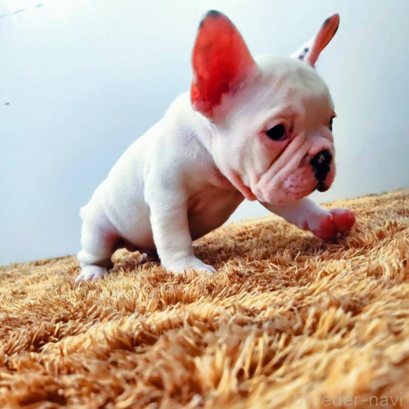 販売中の鹿児島県のフレンチブルドッグ-444367の2枚目