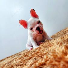 ♀︎フレンチブルドッグ