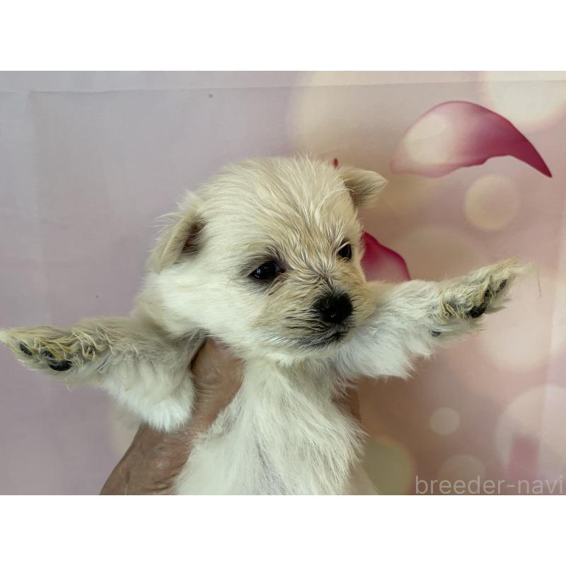 販売中の北海道のミックス犬-452178の6枚目