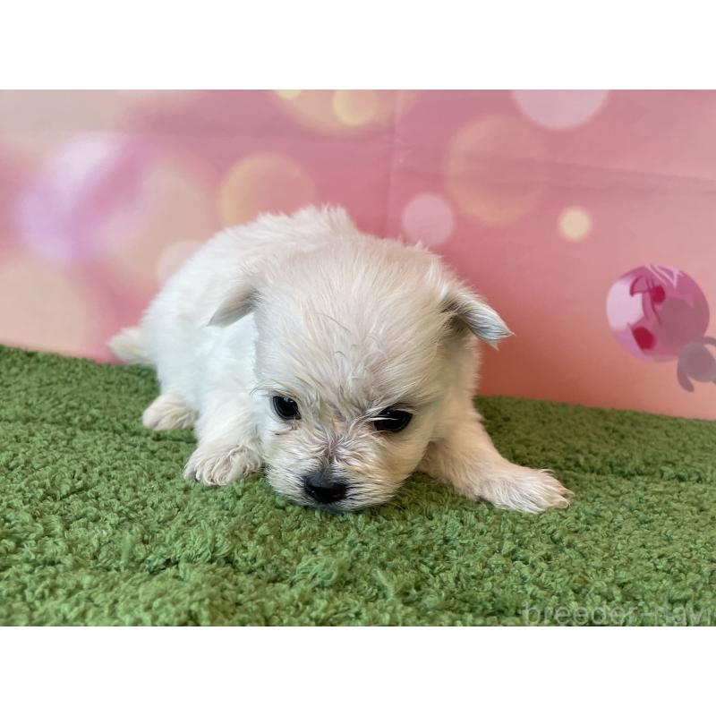 販売中の北海道のミックス犬-452178の4枚目