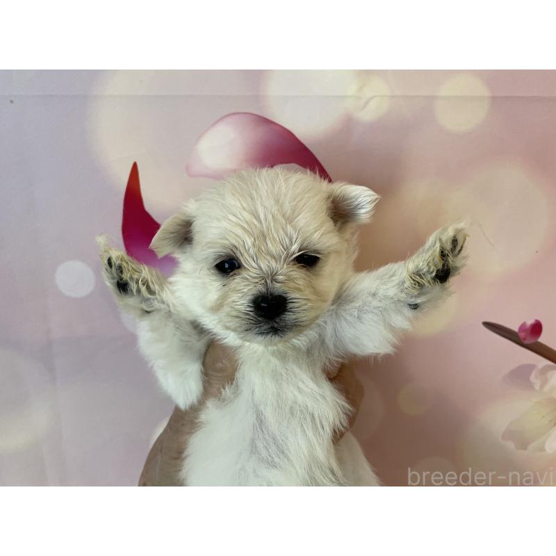 販売中の北海道のミックス犬-452178の3枚目