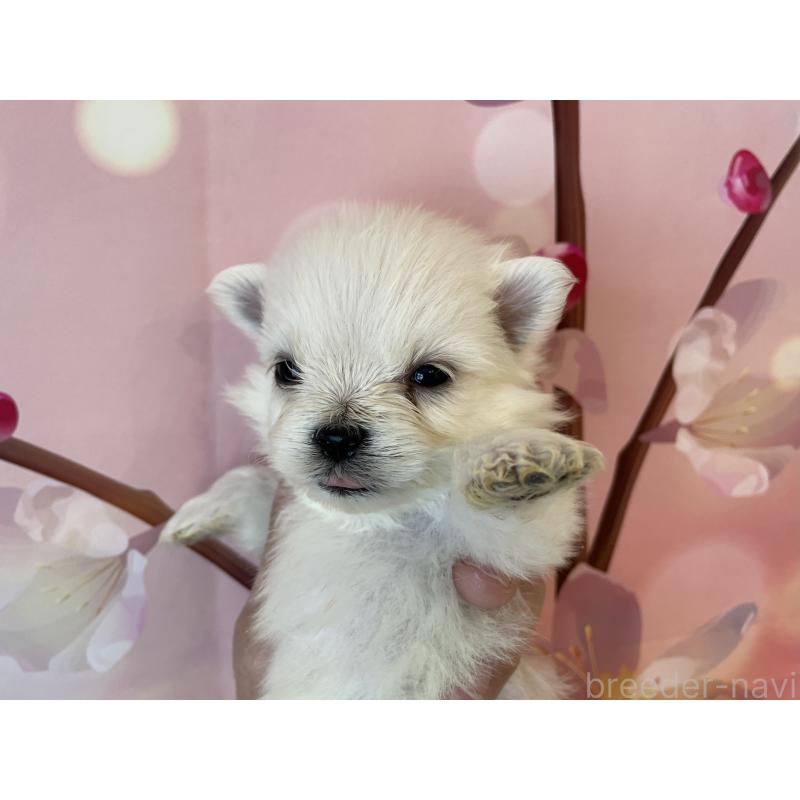 販売中の北海道のミックス犬-452179の6枚目