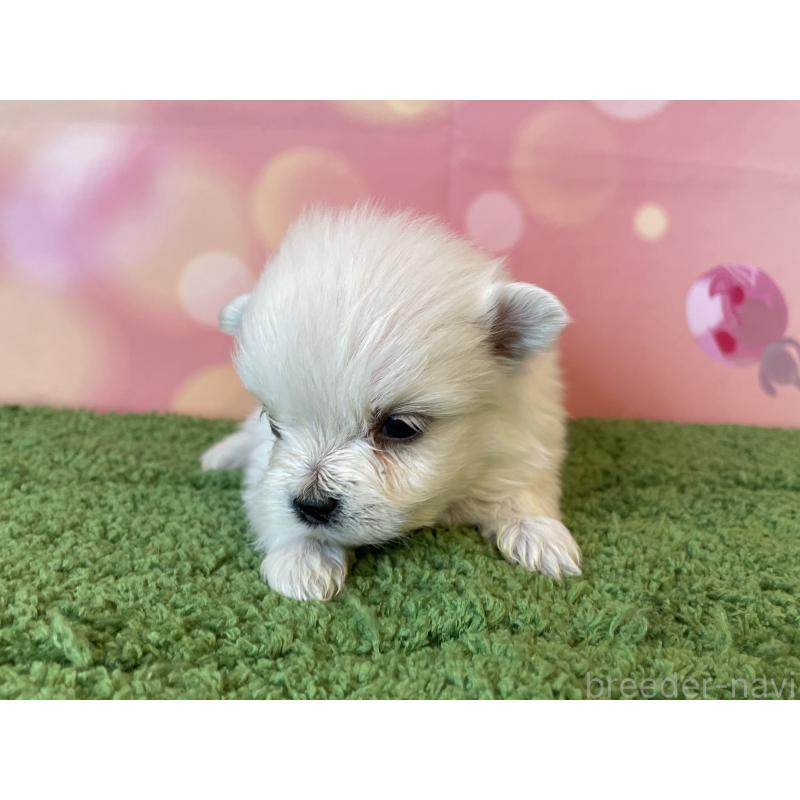 販売中の北海道のミックス犬-452179の3枚目