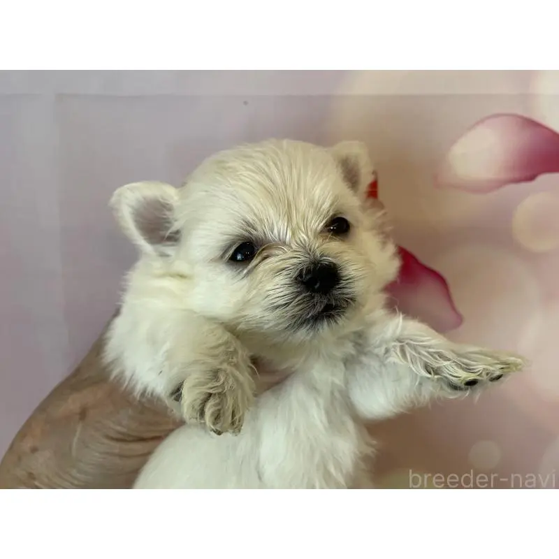 販売中の北海道のミックス犬-452180の3枚目