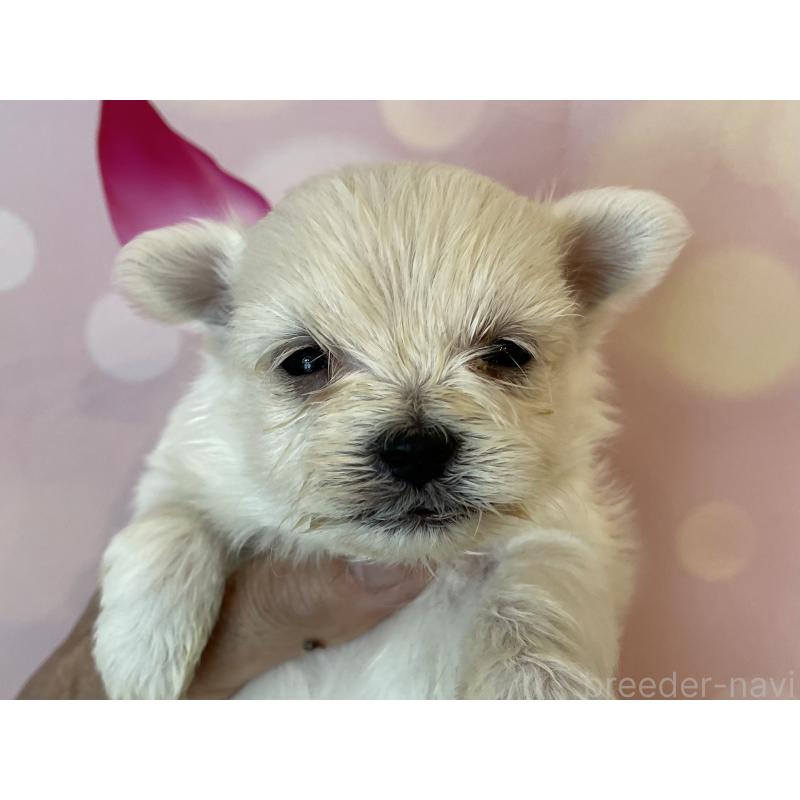 販売中の北海道のミックス犬-452181の6枚目