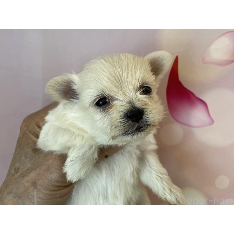 販売中の北海道のミックス犬-452181の5枚目