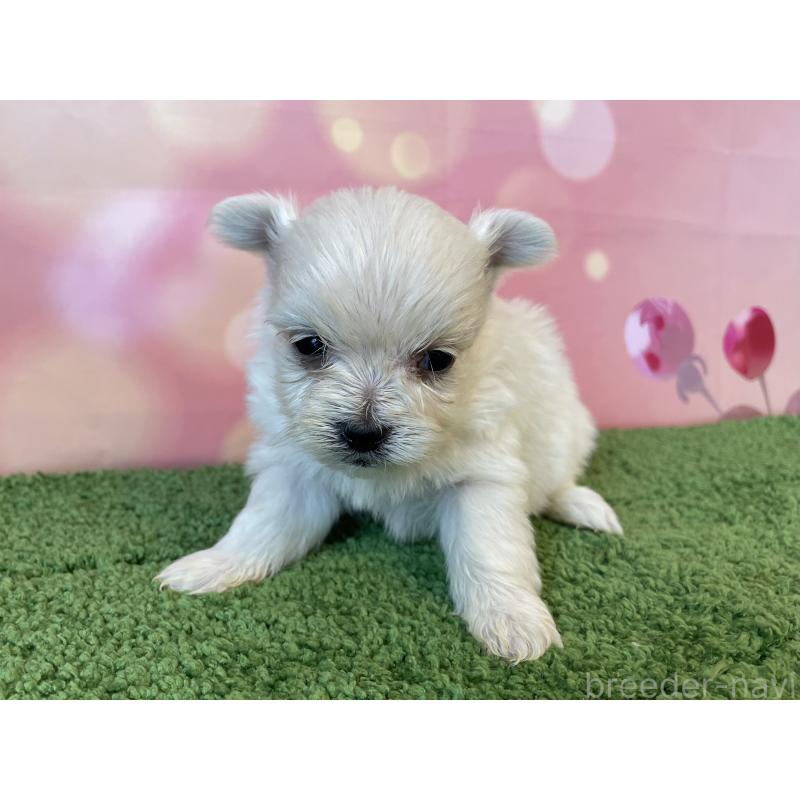 販売中の北海道のミックス犬-452181の4枚目