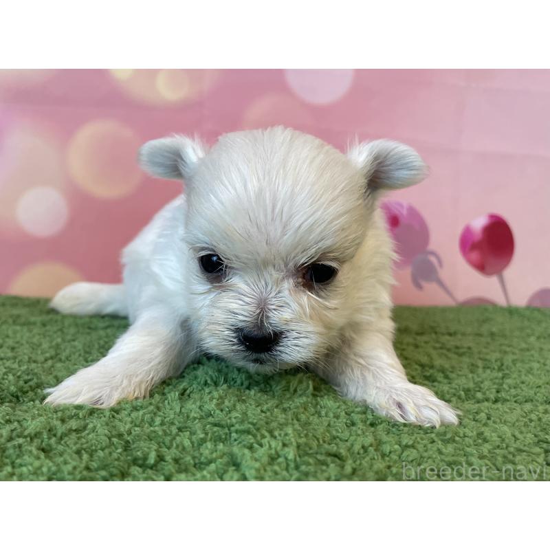 販売中の北海道のミックス犬-452181の2枚目