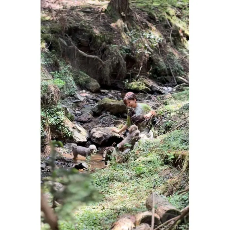 販売中の大阪府のトイプードル-452182の8枚目