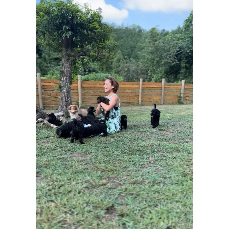 販売中の大阪府のトイプードル-452182の3枚目