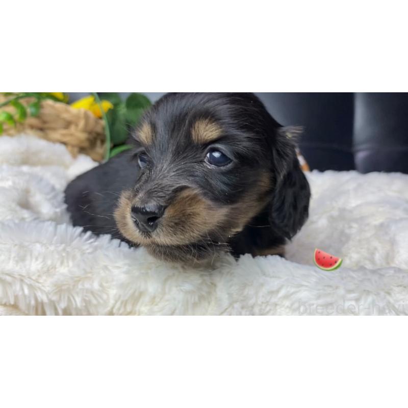 販売中の岐阜県のミニチュアダックスフンド(ロングヘアード)-450278の7枚目