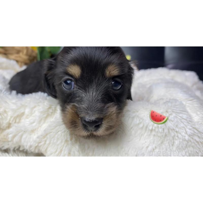 販売中の岐阜県のミニチュアダックスフンド(ロングヘアード)-450278の6枚目